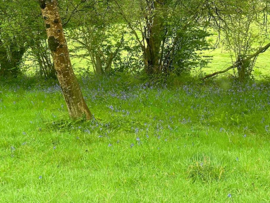 Cornwall Woodland Shepherd's Hut Deirdres Hut Apartment *